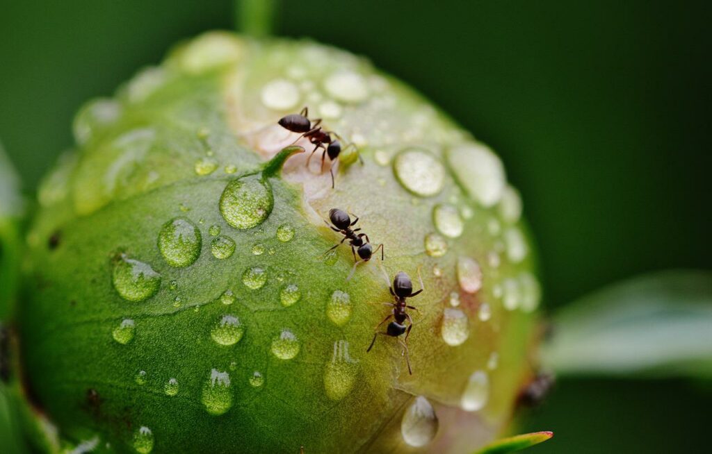 Une expression idiomatique française : avoir des fourmis dans les jambes