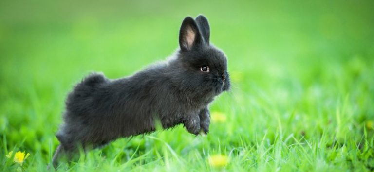 une expression idiomatique : poser un lapin à quelqu'un
