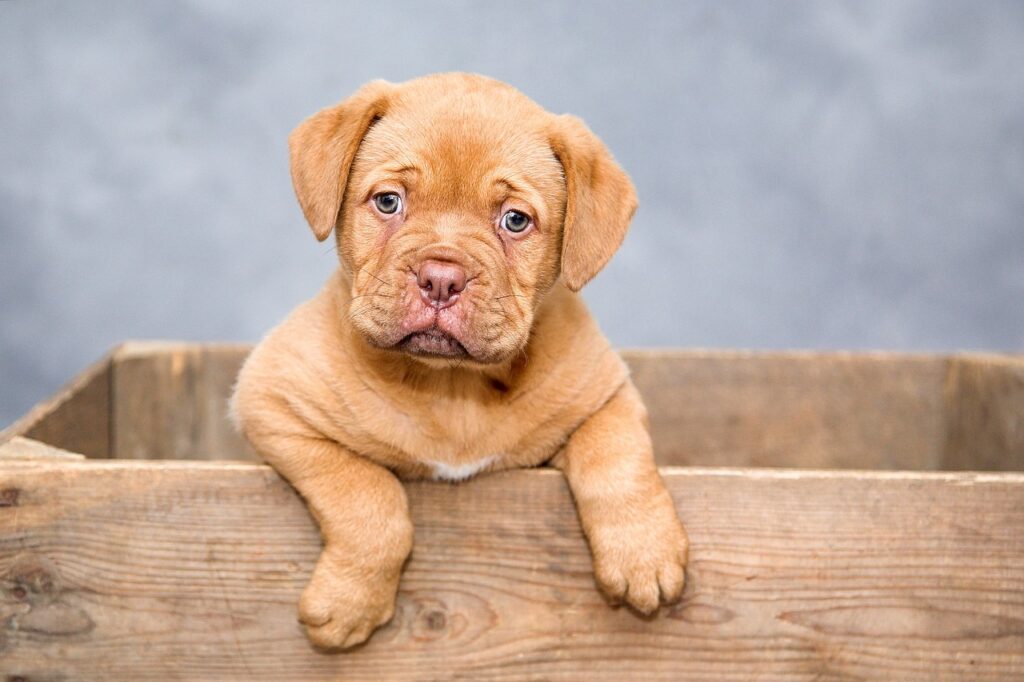 beaucoup d'expressions en français autour du mot "chien"