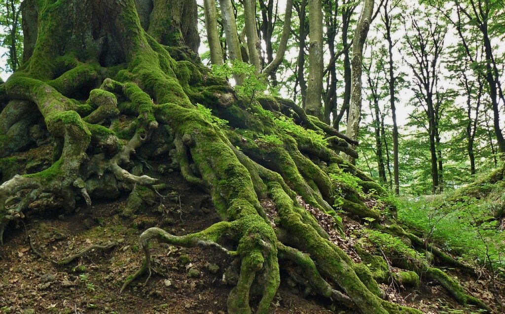 Les racines d'un arbre, le radical d'un verbe...