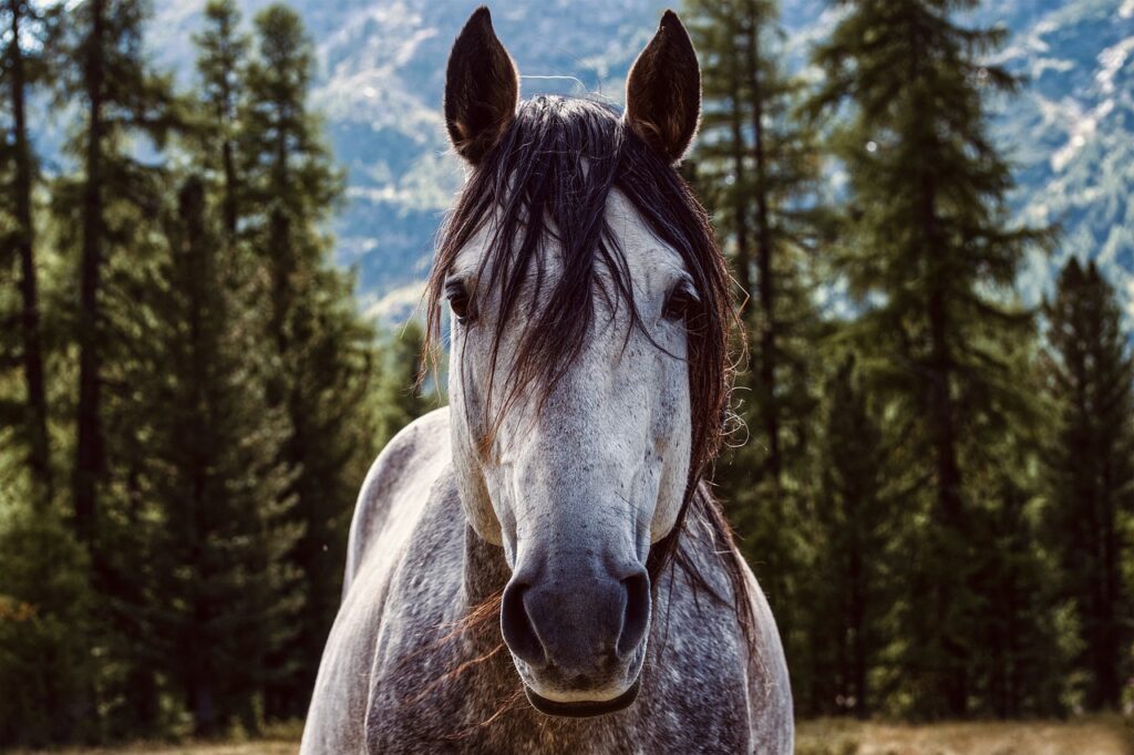 CE cheval, c'est CELUI de ma fille !
2 démonstratifs dans cette phrase : CE (adjectif démonstratif) et CELUI (pronom démonstratif)