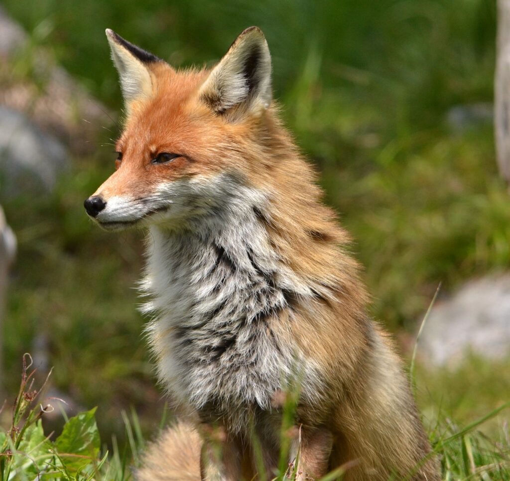 Franck est rusé comme un renard, une expression idiomatique française.