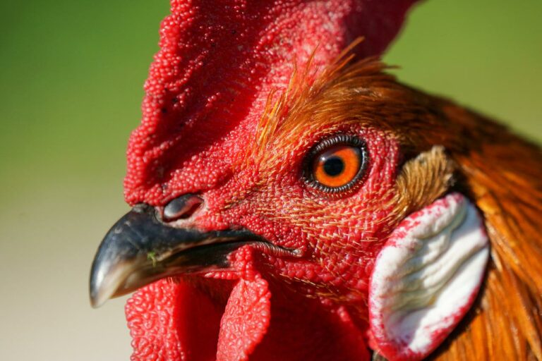 Le coq, un symbole français depuis des siècles