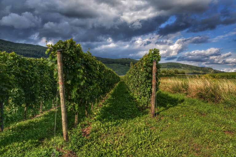 Comprendre le vin et savoir en parler comme les Français